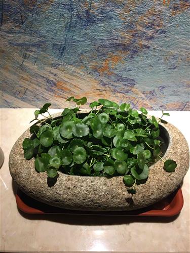 長春高新生長激素集采傳聞引發跌停，公司回應“市場預期但未獲信息”